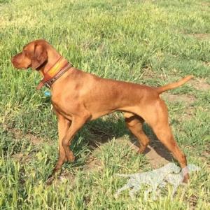Starrpath Sampson
