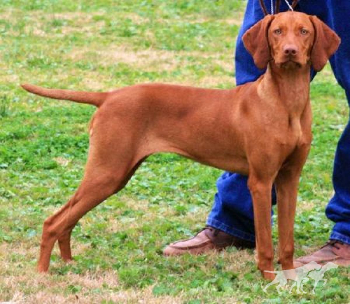 Lionhounds Bonnet Of Red Dog Ranch