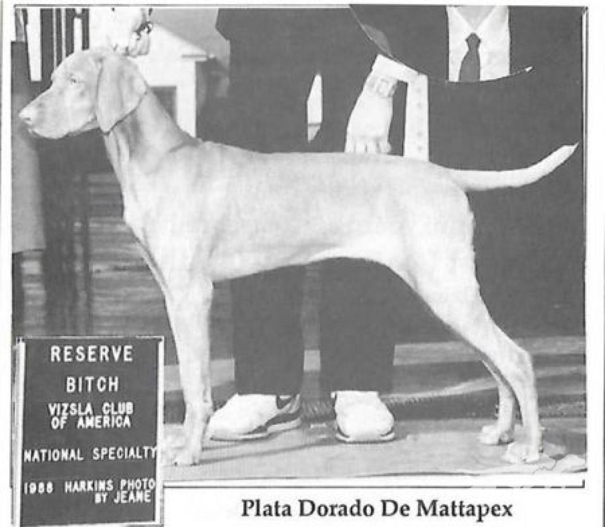 Plata Dorada de Mattapex