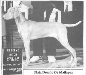 Plata Dorada de Mattapex