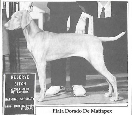 Plata Dorada de Mattapex