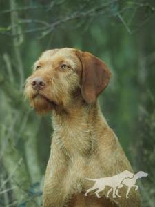Fassfields Tan Divo by Herlinga