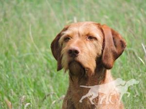 Fassfields Tan Divo by Herlinga