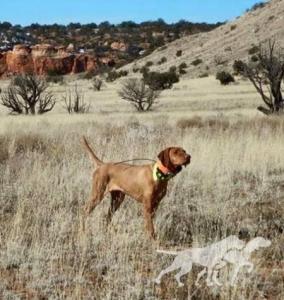 Shawnee's Golden Lioness