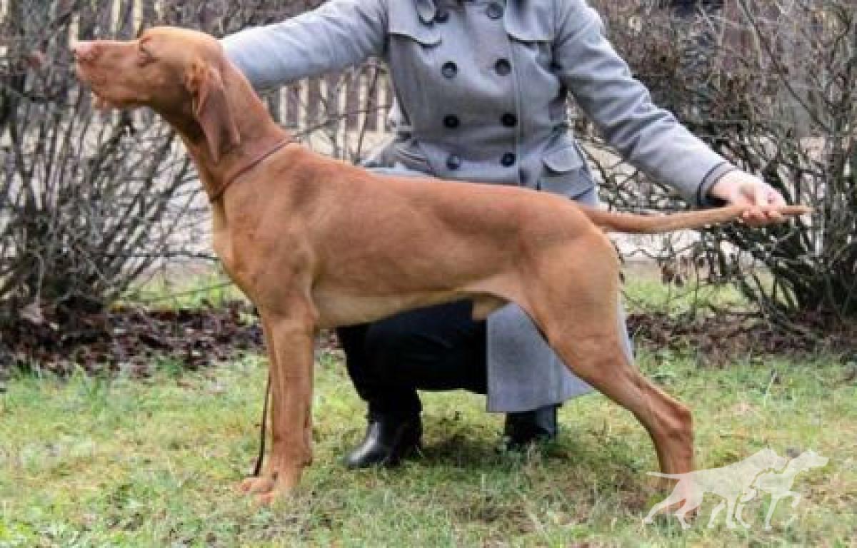 Aranyvadász Taltos
