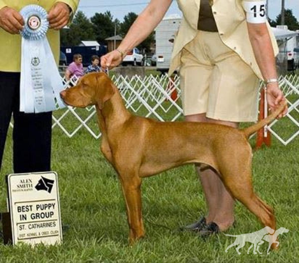Comynara Beretta Over Under