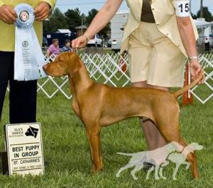 Comynara Beretta Over Under