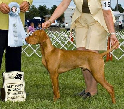 Comynara Beretta Over Under