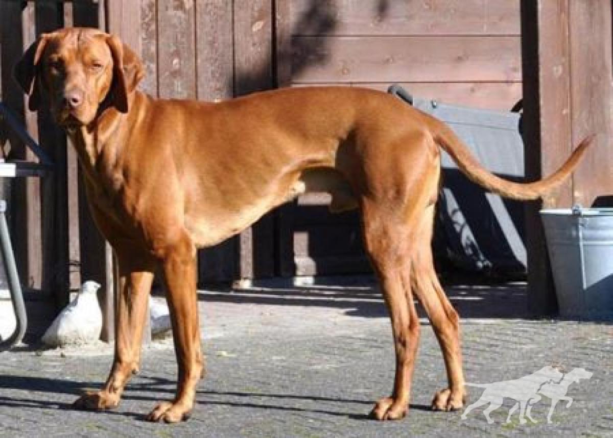 Canis Fortuna Soldier