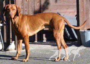 Canis Fortuna Soldier
