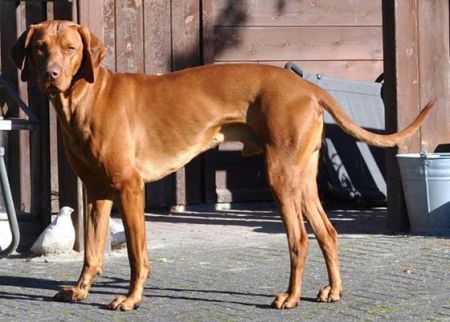 Canis Fortuna Soldier