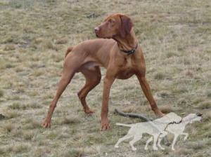 Canis Fortuna Soldier