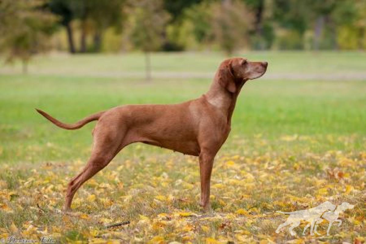 Canis Fortuna Uma