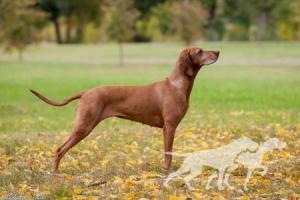 Canis Fortuna Uma