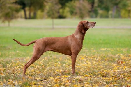 Canis Fortuna Uma