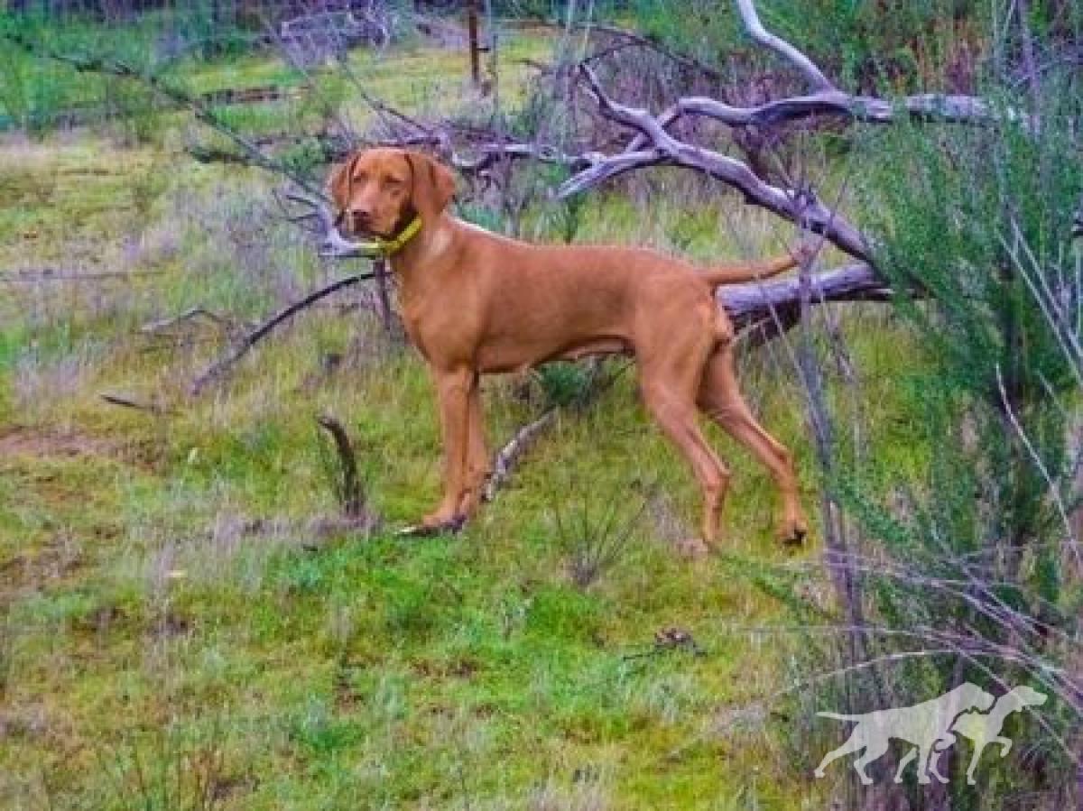 Reddog Ranch Sydney Grace