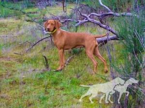 Reddog Ranch Sydney Grace