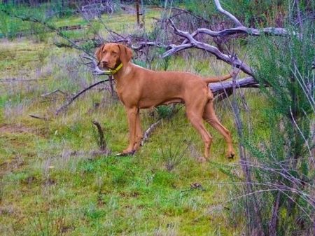 Reddog Ranch Sydney Grace