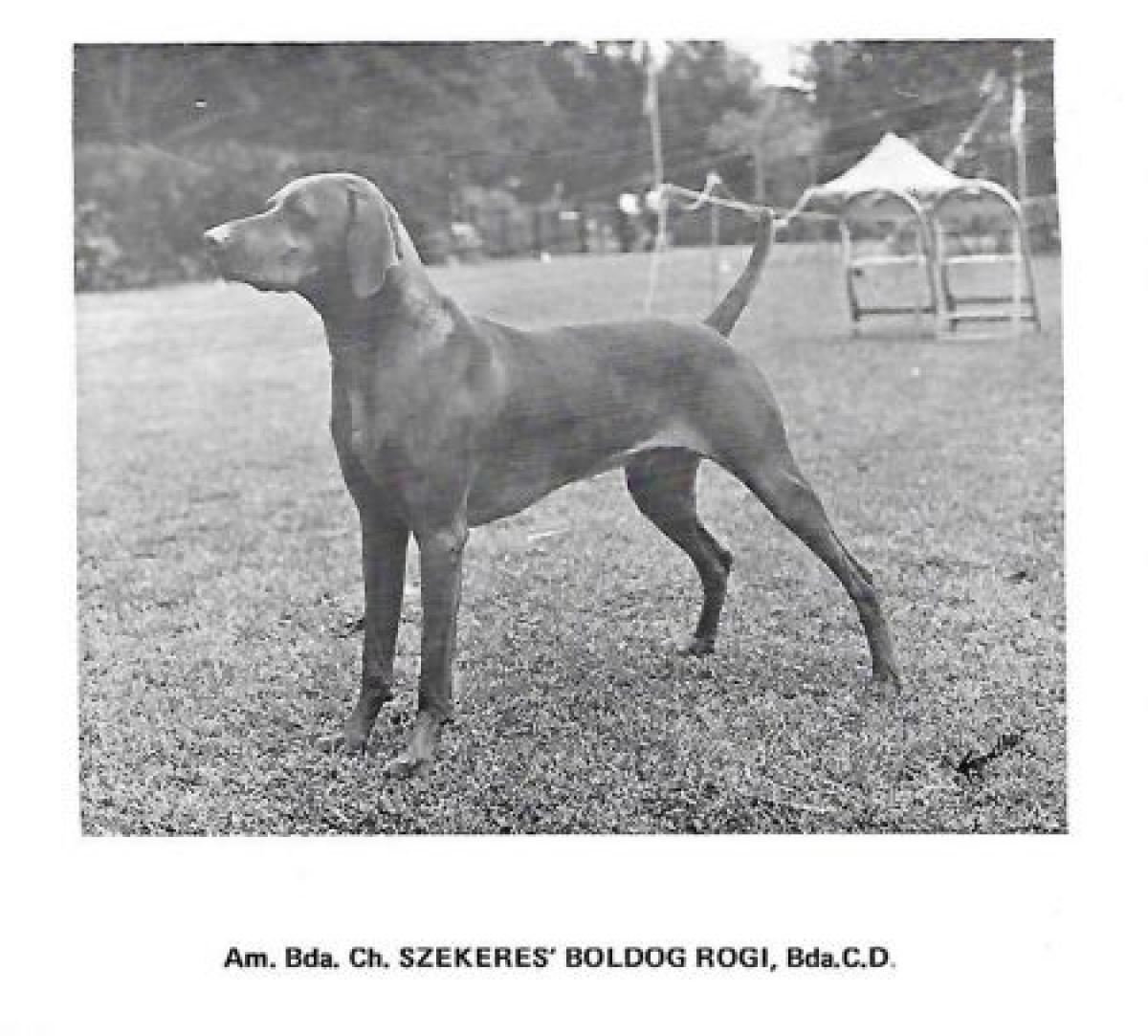 Szekeres' Boldog Rogi