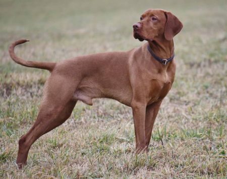 Baloo Bonel Boglarca