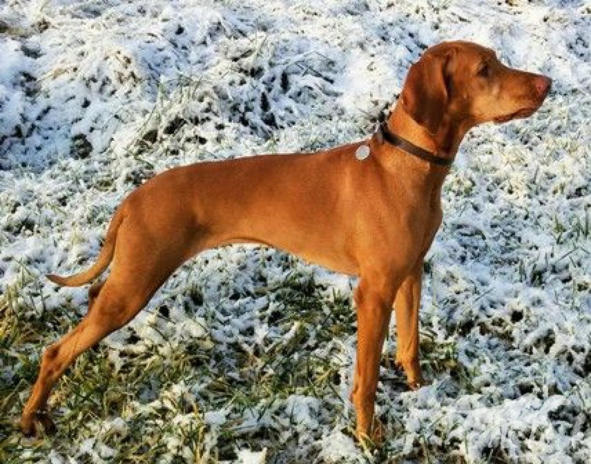 Ágnes Ginger Danger