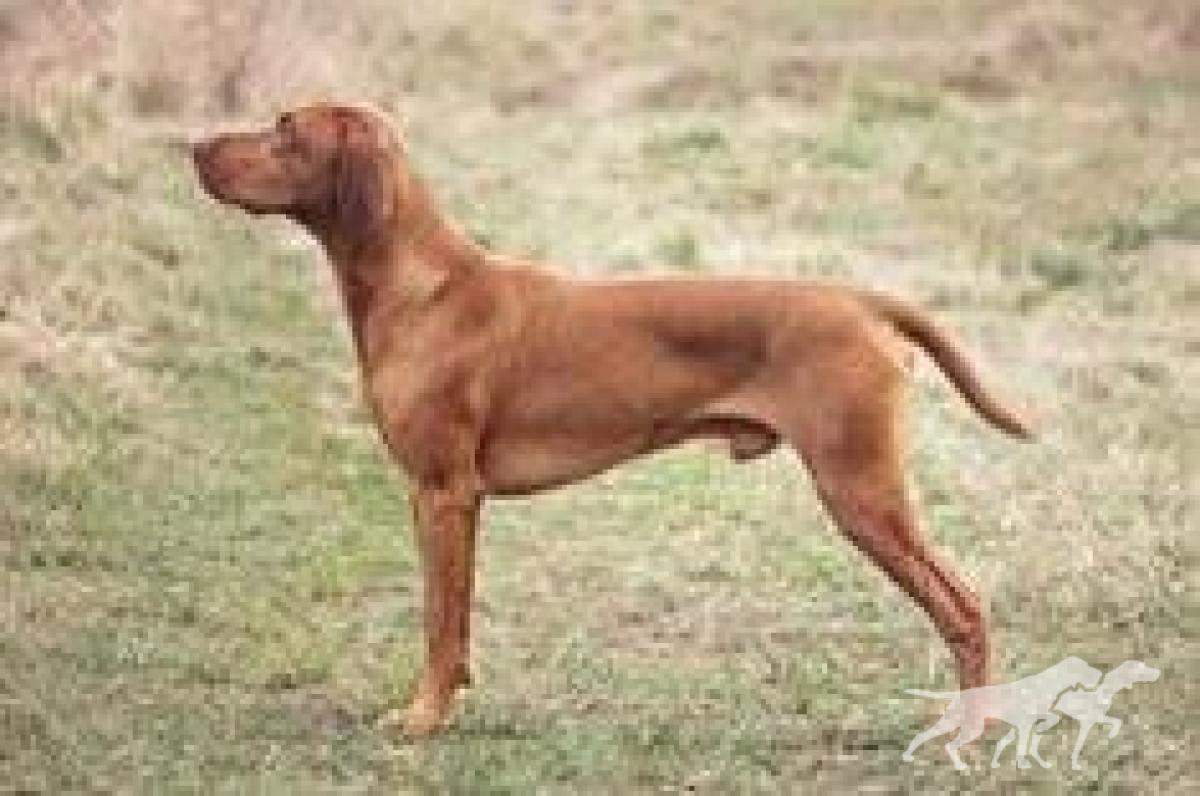 Bax Hostýn Hunter