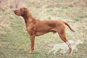 Bax Hostýn Hunter