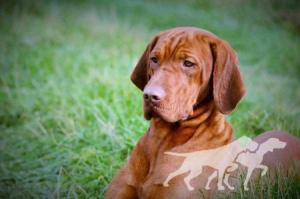 Carson Bohemia Setter