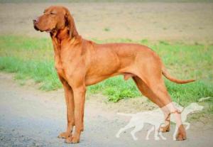 Carson Bohemia Setter