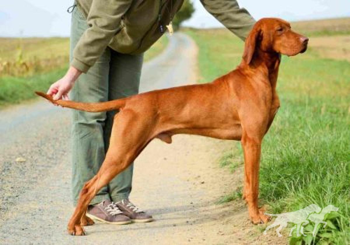 Carson Bohemia Setter