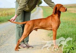 Carson Bohemia Setter