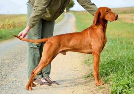 Carson Bohemia Setter