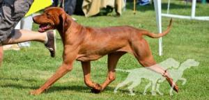 Carson Bohemia Setter