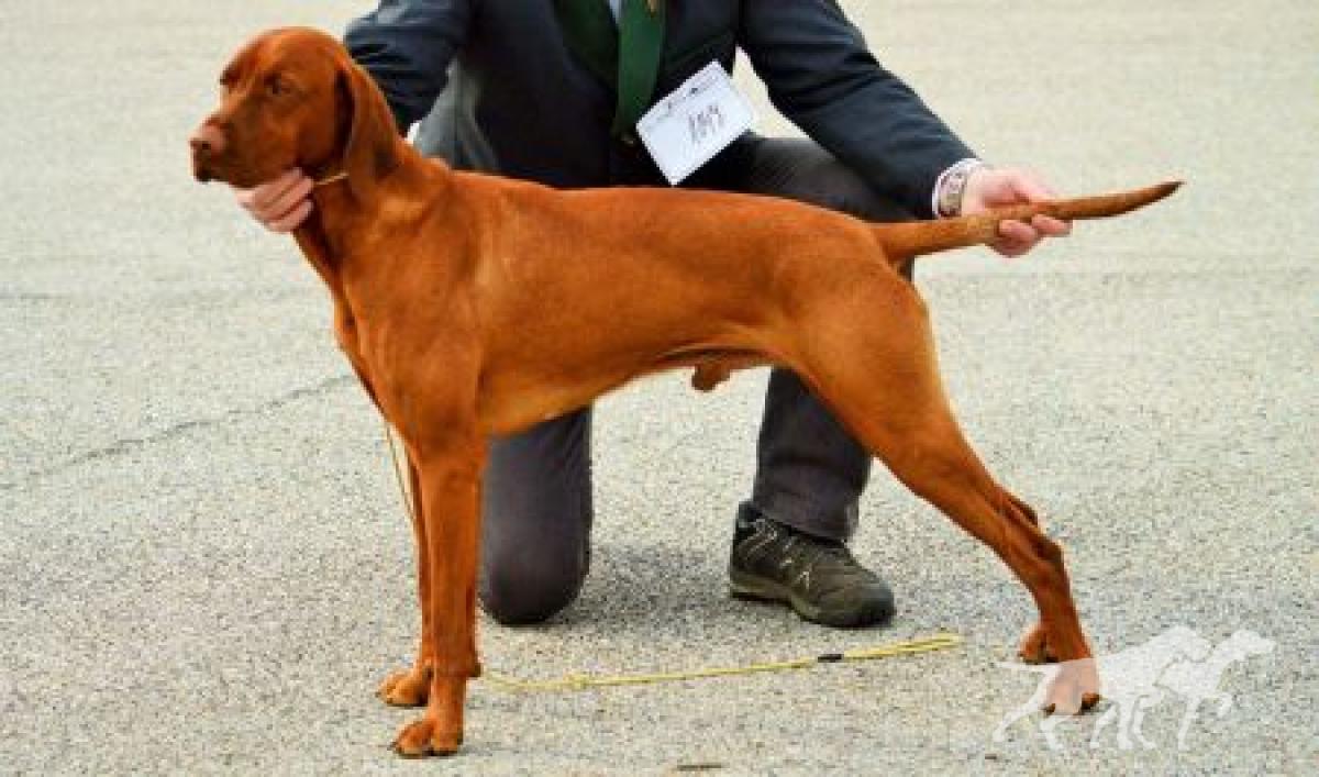 Corry Bohemia Setter