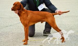 Corry Bohemia Setter