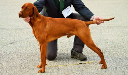 Corry Bohemia Setter