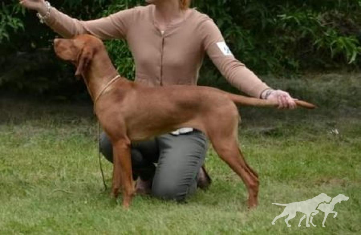 Carin Bohemia Setter