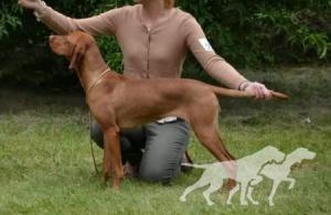Carin Bohemia Setter
