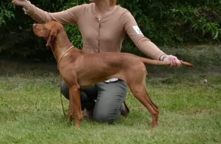 Carin Bohemia Setter