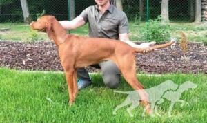 Cassie Bohemia Setter