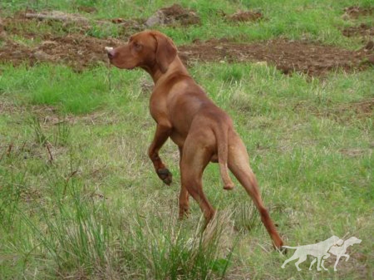 Flushpoint Lurko