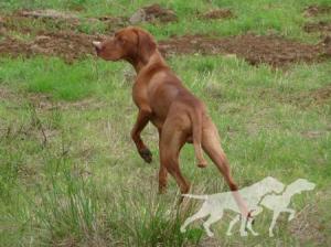 Flushpoint Lurko