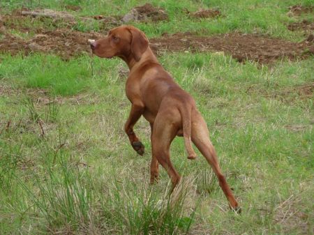 Flushpoint Lurko