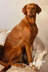 Wild Wing's Tavasz Tessa