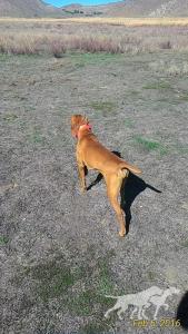 Rody