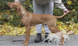 Piszkei Huség