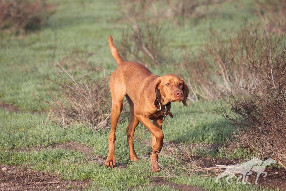 Chukar Guzzler's Dancing Delsa