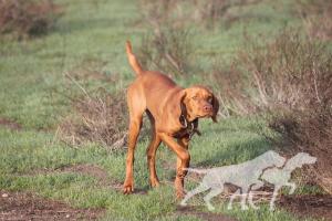 Chukar Guzzler's Dancing Delsa