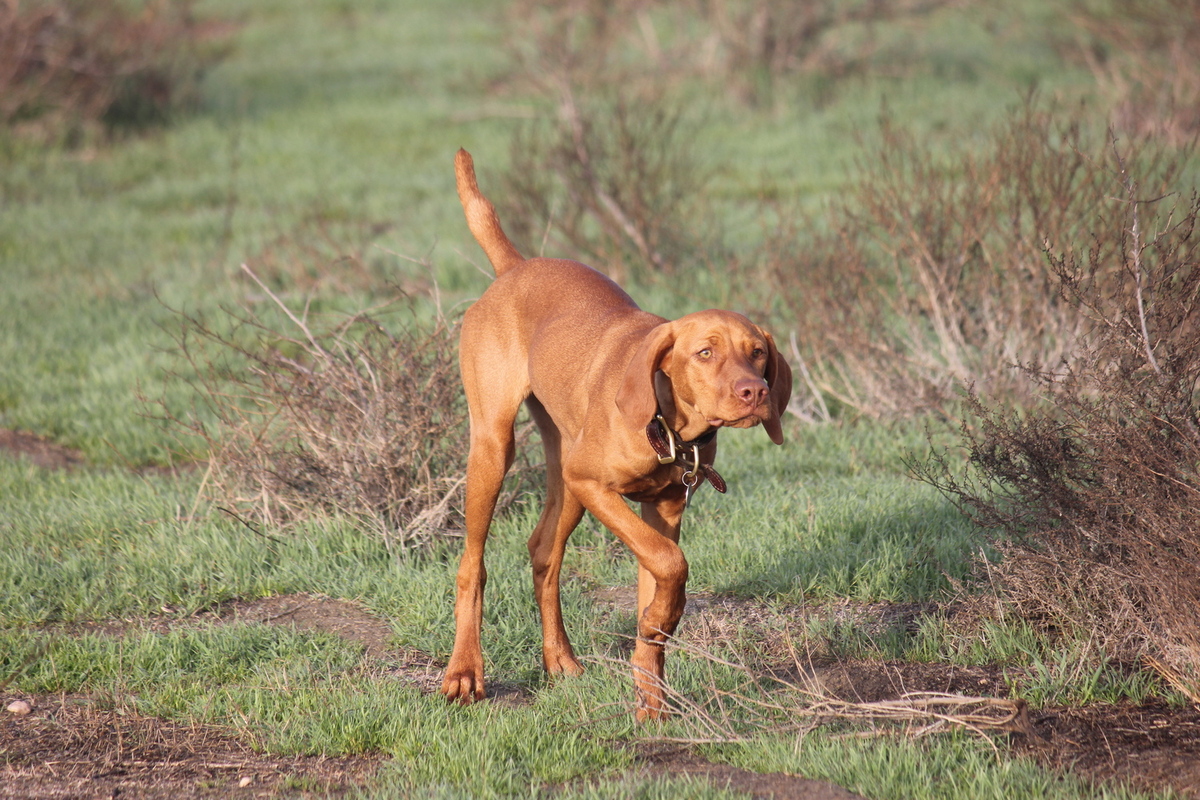 Chukar Guzzler's Dancing Delsa