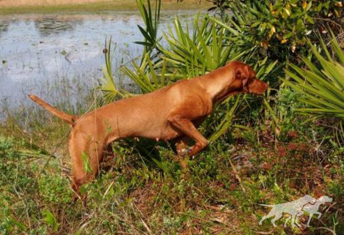 Southwind Kenna Baywing